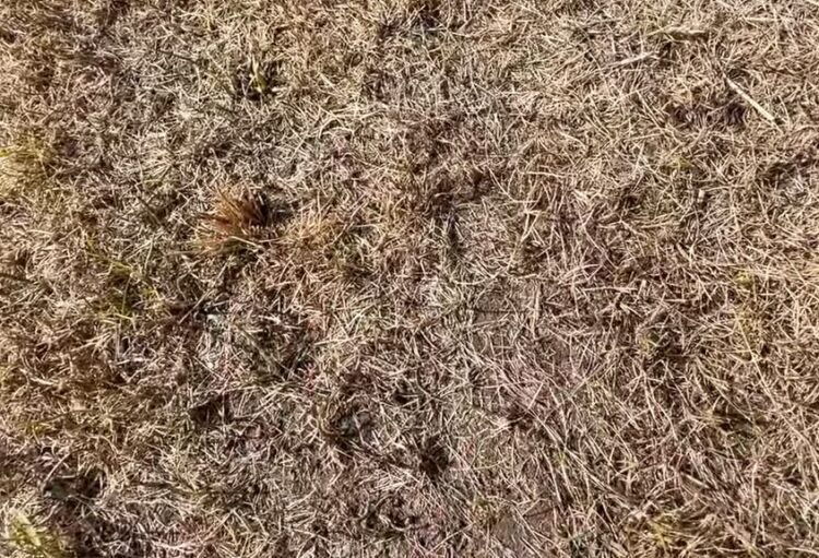 jak działą roundup po 3 tygodniach?